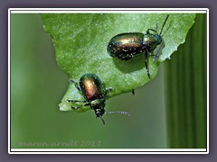 Ampferblattkäfer - Gastrophysa viridula