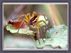 Auge in Auge mit der gerandeten Jagdspinne