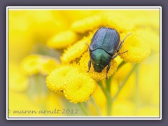 Aus der Familie der Blattkäfer - (Chrysomelidae