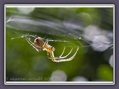 Baldachinspinne - Linyphiidae