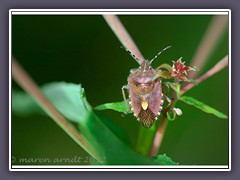 Baumwanze - Holcostethus strictus 