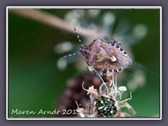 Beerenwanze - Dolycoris baccarum