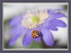 Besuch auf dem Leberblümchen