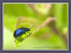 Blauer Erlenblattkäfer - Agelastica alni