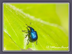 Blauer Rebenstecher - Byctiscus betulae