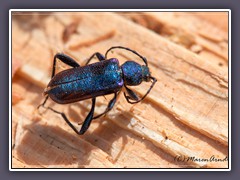 Blauer Scheibenbock - Callidium-violaceum