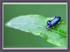 Blaues Getreidehähnchen - Oulema melanopus 