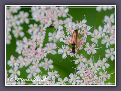 Bleicher Fliegenkäfer - Rhagonycha lignosa