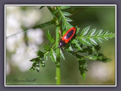 Blutroter Schnellkäfer - Ampedus-sanguinolentus