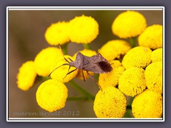 Braune Randwanze-Gonocerus acuteangulatus