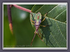 Braune Randwanzen Larve - Genecerus Acuteangulatus