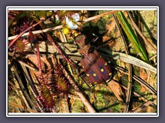 Brauner Sandlaufkäfer - Cicindela hybrida