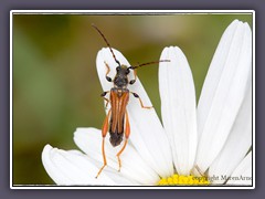 Braunrötlicher Spitzdeckenbock -  Stenopterus rufus