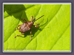 Eichelbohrerrüsselkäfer . Curculio Glandium