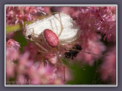 Enoplognatha ovata - redimida  Farbform