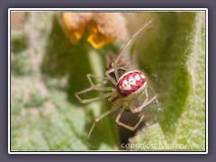 Enoplognatha ovata - redimida Farbform