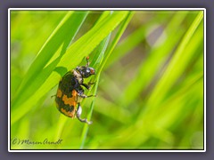 Familie der Aaskäfer - Nicrophorus vespillo