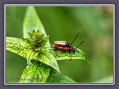 Feldahornbockkäfer - Alosterna tabacicolor