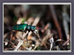 Feldsandlaufkäfer -  Cicindela campestris