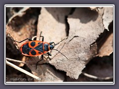 Feuerwanze - Pyrrhocoridae