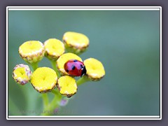 Fünfpunktmarienkäfer - Coccinella quinquepunctata