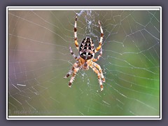 Gartenkreuzspinne - Araneus diadematus