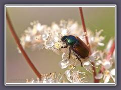 Gartenlaubkäfer - Phyllopertha horticola