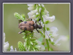 Gefleckte Blütenbock - Pachytodes cerambyciformis