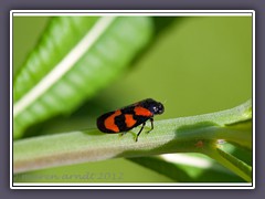 Gemeine Blutzikade - Cercopis Vulnerata rossi