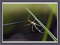 Gemeine Streckerspinne