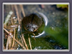 Gemeiner Furchenschwimmer - Acilius sulcatus 