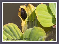 Gemeiner Furchenschwimmer - Acilius sulcatus