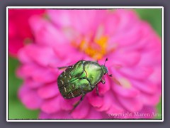 Gemeiner Rosenkäfer - Cetonia aurata