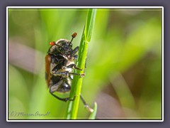 Gemeiner Totengräber - Nicrophorus-vespillo