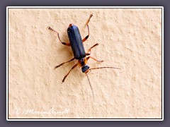 Gemeiner Weichkäfer - Cantharis fusca