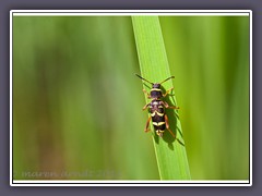 Gemeiner Widderbock - Clytus arietis)