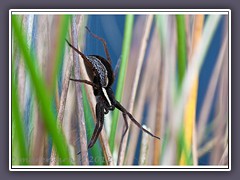 Gerandete Jagdspinne - Dolomedes fimbriatus