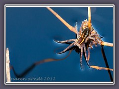 Gerandete Jagdspinne sonnt sich auf Wasser