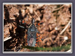 Geringelte Mordwanze - Rhynocoris annulatus