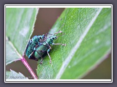 Glanzrüssler - Gattung Grünrüssler - Phyllobius pomaceus