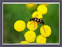 Goldhaariger Halsbock - Leptura aurulenta