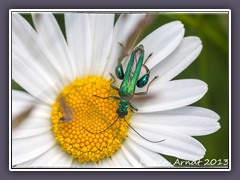 Grüner Scheinbockkäfer- Oedemera nobilis - Männchen