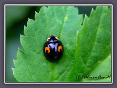 Harlekin Marienkäfer - Harmonia axyridis