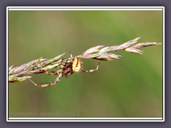 Herbstspinne - Meta segmentata