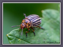 Kartoffelkäfer - Leptinotarsa decemlineata