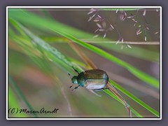 Kleiner Julikäfer - Anomala dubia