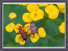 Knospenrüsselkäfer und roter Weichkäfer