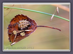 Kreuzspinne im Herbstversteck