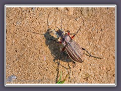 Körniger Laufkäfer- Carabus granulatus