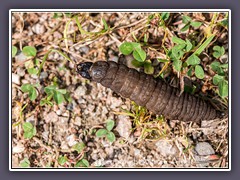 Larve des großen Kolbenwasserkäfers - Hydrous piceus